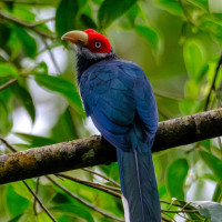 Red-faced Malkoha